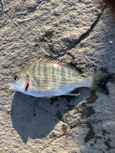 チヌの釣果