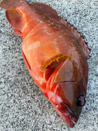 アカハタの釣果