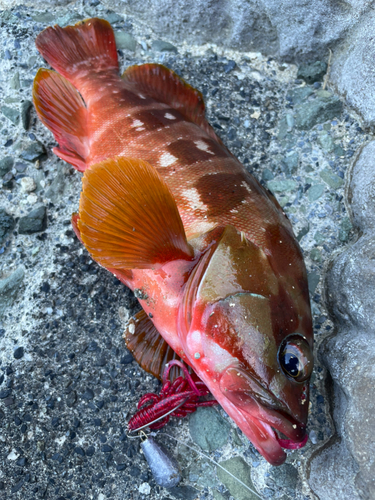 アカハタの釣果