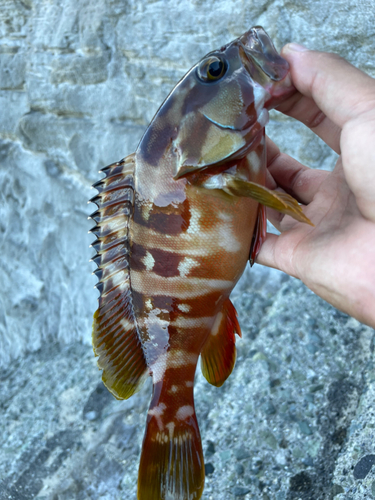 アカハタの釣果