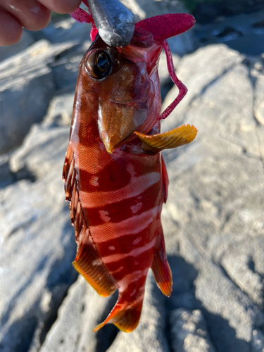 アカハタの釣果