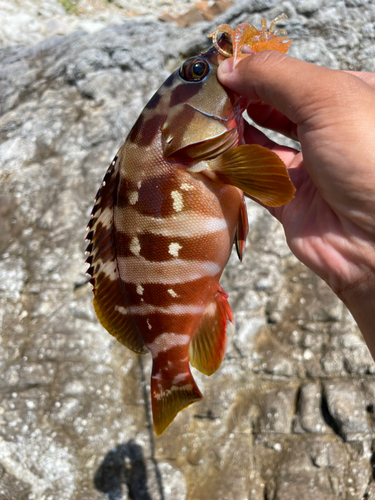 アカハタの釣果