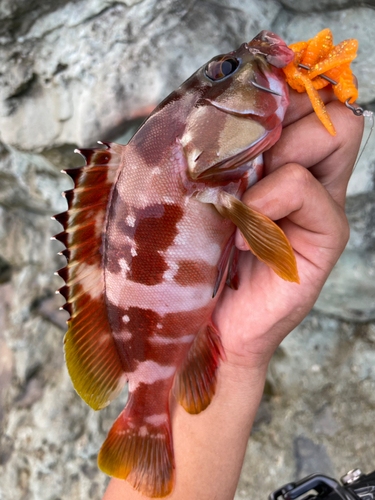 アカハタの釣果