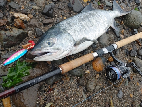 サケの釣果