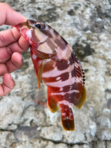 アカハタの釣果