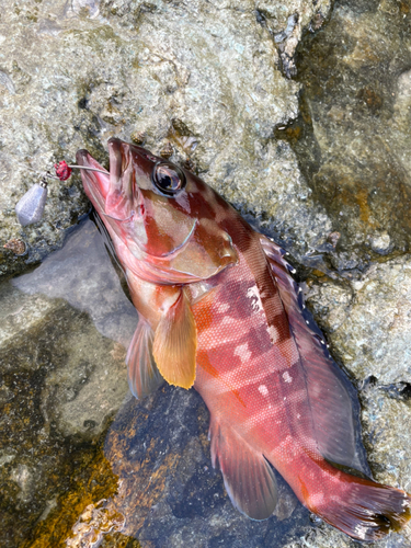 アカハタの釣果