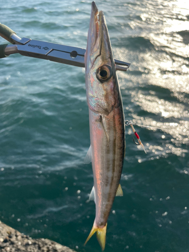 タイワンカマスの釣果