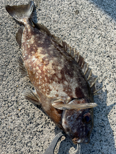 アイゴの釣果