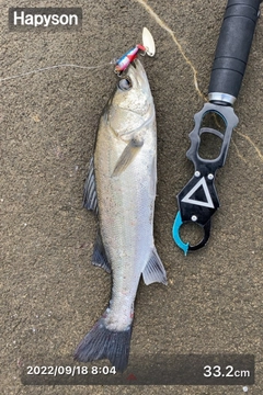 シーバスの釣果