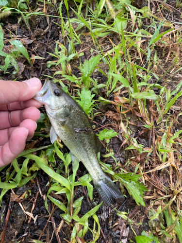 ラージマウスバスの釣果