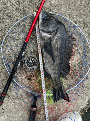 クロダイの釣果