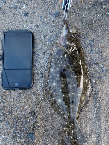 ヒラメの釣果