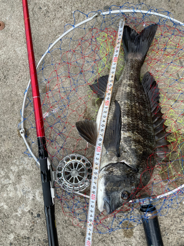 クロダイの釣果