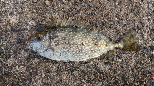 アイゴの釣果