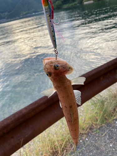 エソの釣果