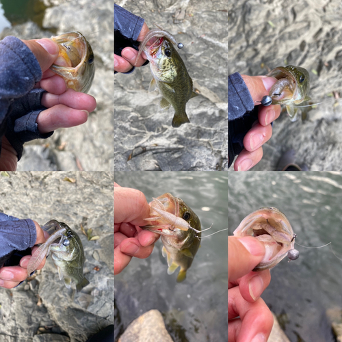 ブラックバスの釣果