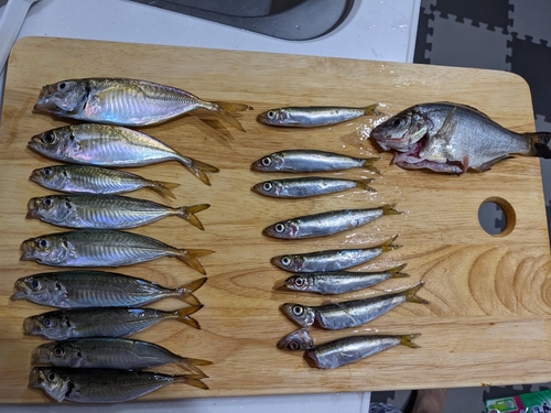 アジの釣果