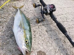 ハマチの釣果