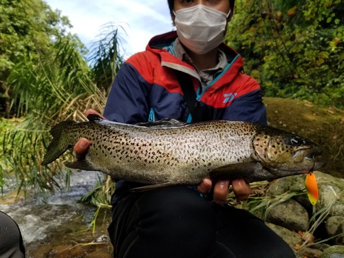 シンシュウサーモンの釣果