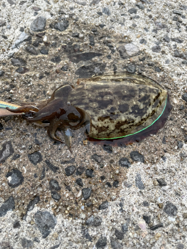 コウイカの釣果