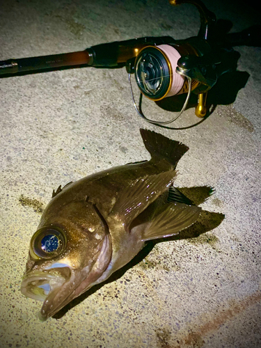 シロメバルの釣果