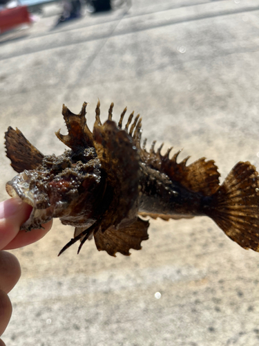 オニオコゼの釣果