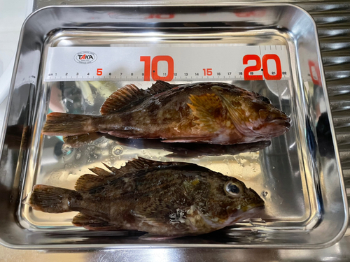 タケノコメバルの釣果