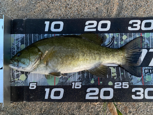 スモールマウスバスの釣果