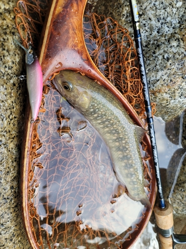 イワナの釣果