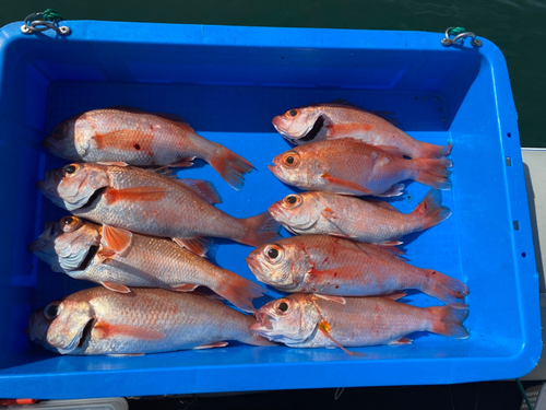 アカムツの釣果