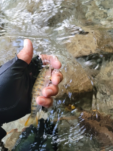 アマゴの釣果