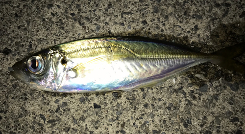 マアジの釣果