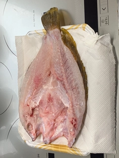 キジハタの釣果