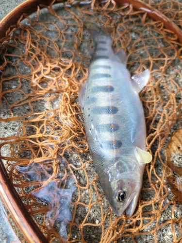 アマゴの釣果