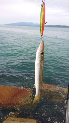 カマスの釣果