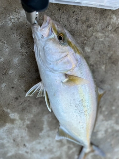 カンパチの釣果