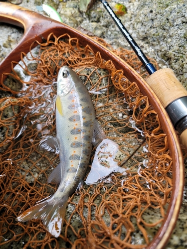 アマゴの釣果