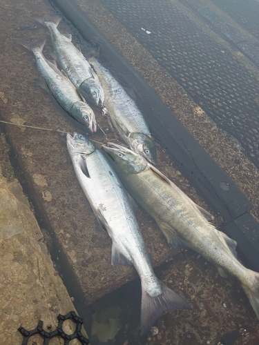 サケの釣果