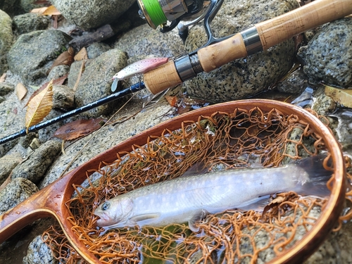 イワナの釣果