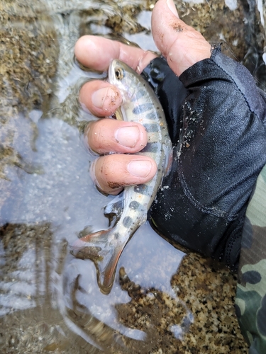 イワナの釣果