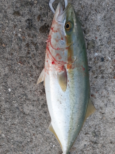 ハマチの釣果