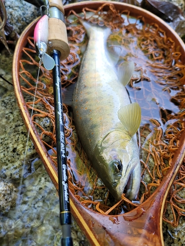 アマゴの釣果