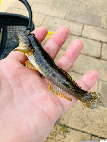 ハゼの釣果