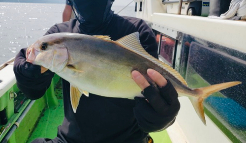 ショゴの釣果