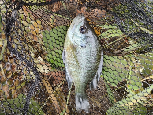 ブルーギルの釣果