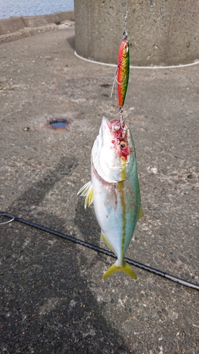 ワカシの釣果