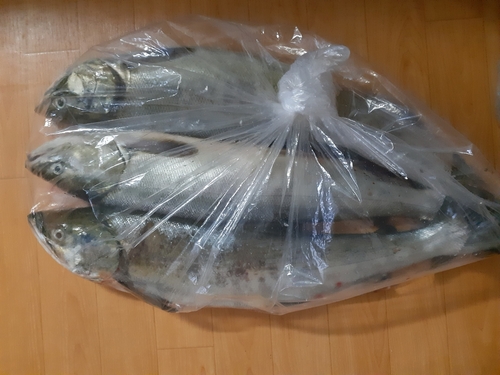 サケの釣果