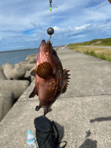 キジハタの釣果