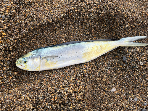 シイラの釣果