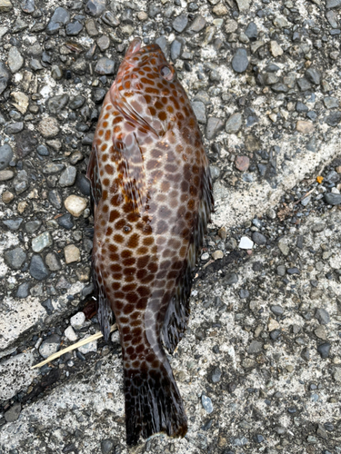 オオモンハタの釣果